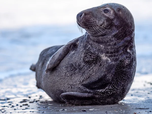 Seal abu-abu — Stok Foto