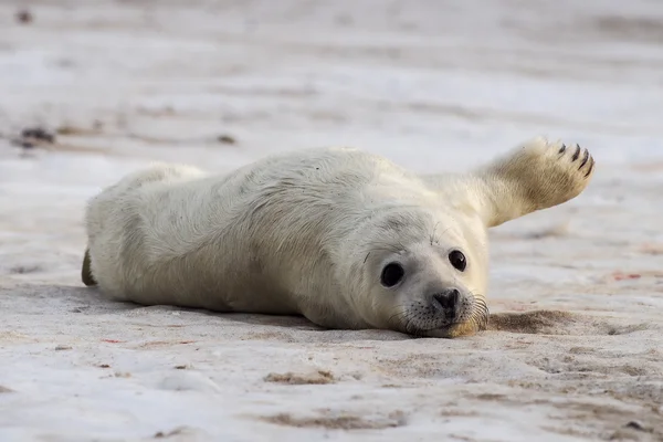 Cachorro de foca gris esperando a su madre — Foto de Stock