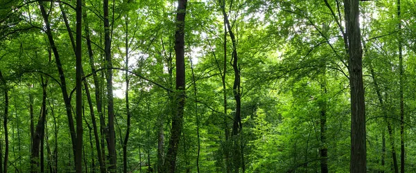 Riesiges Waldpanorama — Stockfoto