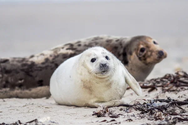 Cachorro león marino — Foto de Stock