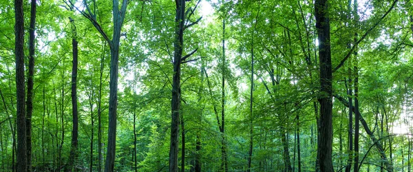 Huge forest panorama — Stock Photo, Image
