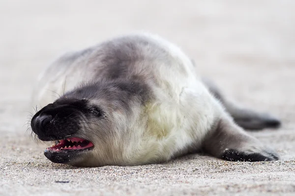 Grijs seal pup te wachten voor haar ' moeder — Stockfoto