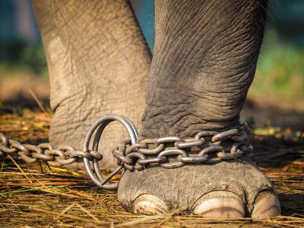 Olifant de voet gebonden aan een metalen ketting — Stockfoto