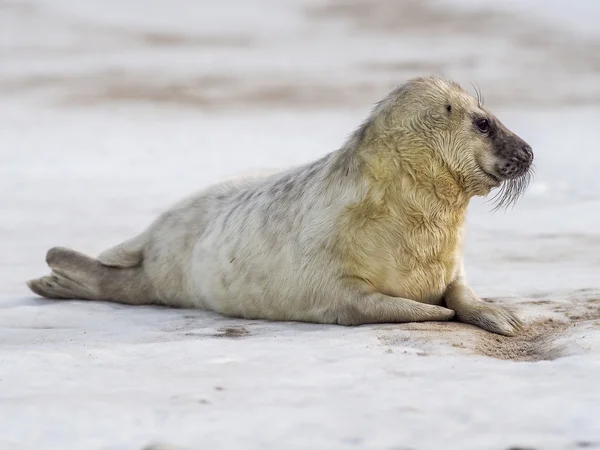 Grey seal pup väntar på dess ' mor — Stockfoto