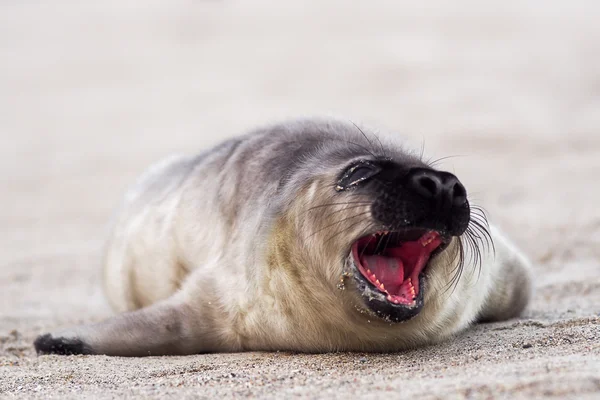 Szürke seal pup vár a "anya — Stock Fotó