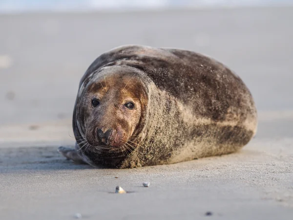 Grijze zeehond — Stockfoto