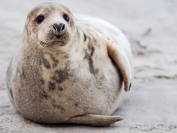 Young Grey Seal — Stock Photo, Image
