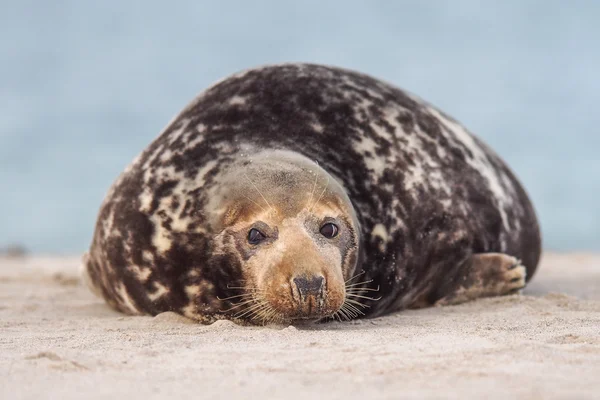 Kegelrobbe — Stockfoto