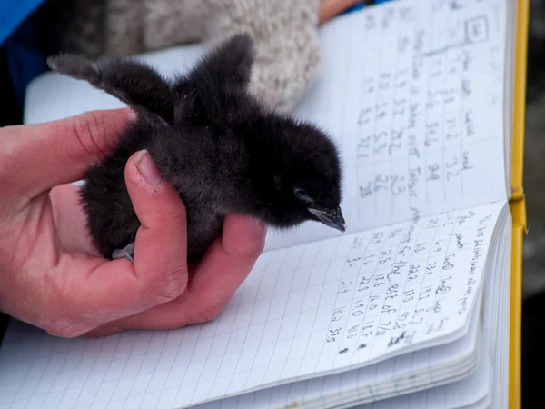 Ornithologist during measuring little auk — Stock Photo, Image