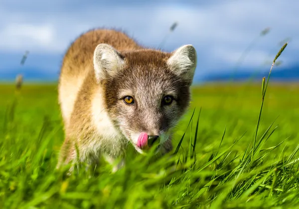 Polarfuchs — Stockfoto