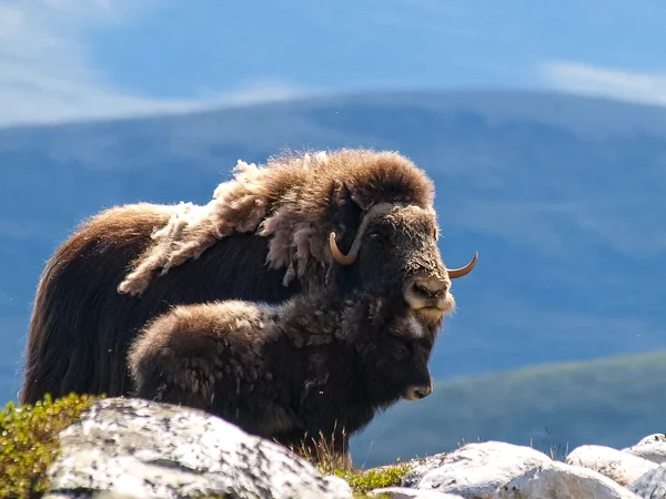 The Musk Ox — Stock Image The Musk Ox Royalty Free Stock Images