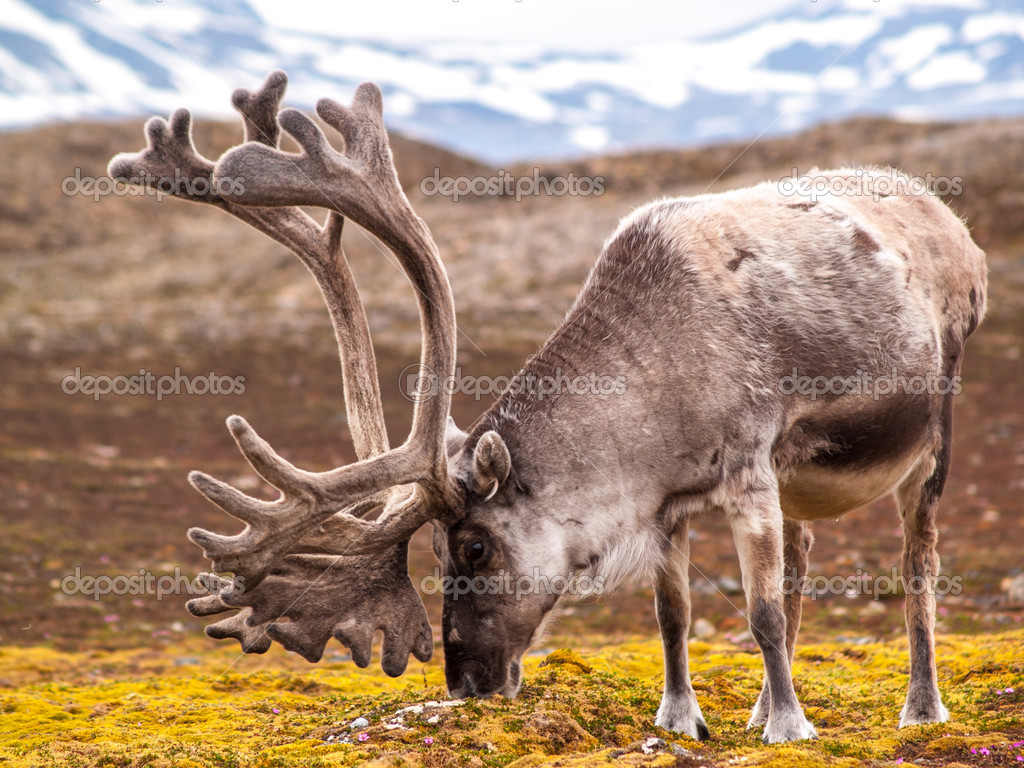 Reindeer roaming on  meadow