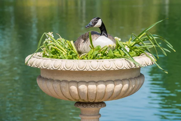 Ganso canadense feito ninho em vaso decorativo — Fotografia de Stock