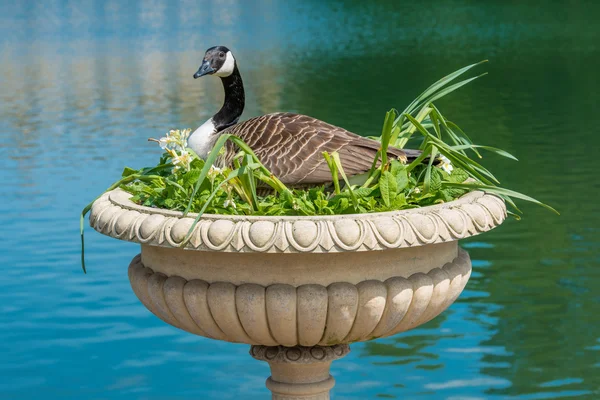 Ganso canadense nidificação em vaso decorativo — Fotografia de Stock