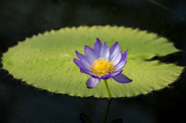 Lirio de agua púrpura — Foto de Stock