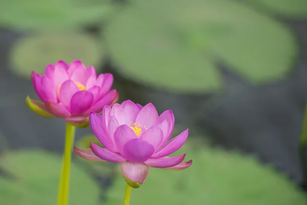 Two pink water lilies — Stock Photo, Image
