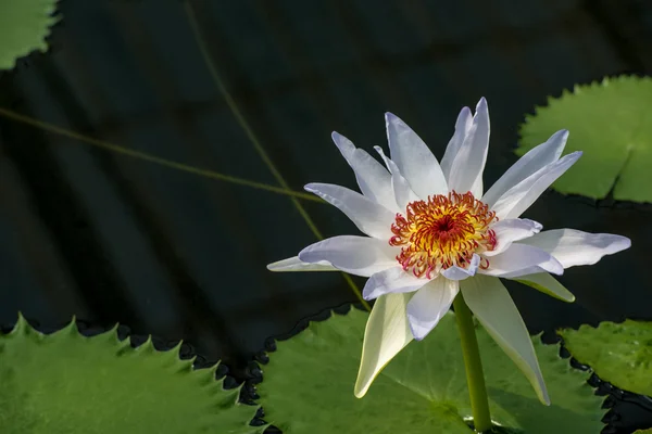 White water lily — Stock Photo, Image