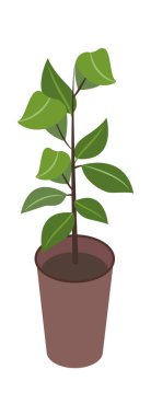 Saksıda ev bitkisi, oda için yeşil bitki dekoru.