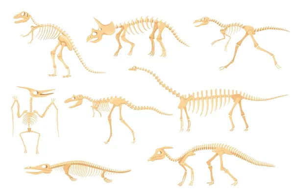 Cartoon-Dinosaurier-Skelette, Dinosaurier prähistorische Knochenfossilien. Triceratops, Flugsaurier, Tyrannosaurus, antikes Skelett für Museumsvektorset — Stockvektor