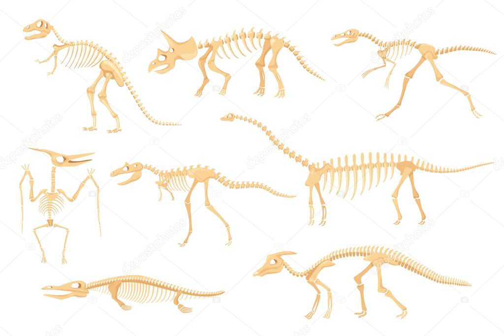 Cartoon dinosaur skeletons, dinosaurs prehistoric bone fossils. Triceratops, pterodactyl, tyrannosaurus, ancient skeleton for museum vector set