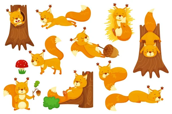 Cartoon squirrel sleeping, cute squirrels with acorns. Funny forest wildlife animal character sitting in tree hollow, holding acorn vector set — Stockvektor