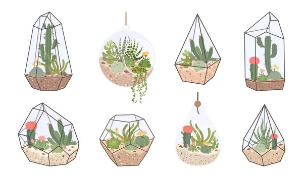 Cute glass florarium, geometric terrarium with succulents and cactus. Terrariums with tropical desert plants for home interior decor vector set — Vetor de Stock