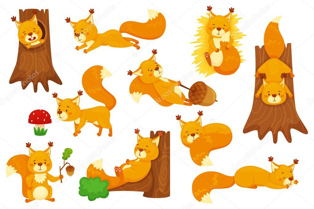 Cartoon squirrel sleeping, cute squirrels with acorns. Funny forest wildlife animal character sitting in tree hollow, holding acorn vector set