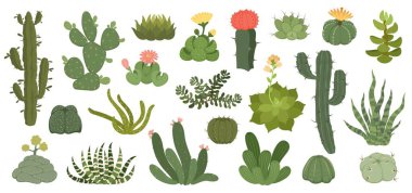 Cute cactus and succulents with flowers, exotic desert plants. Spiky succulent with flowering blossom, home decor terrarium plant vector set