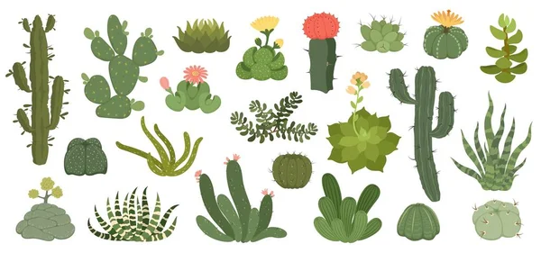 Cute cactus and succulents with flowers, exotic desert plants. Spiky succulent with flowering blossom, home decor terrarium plant vector set — Stok Vektör