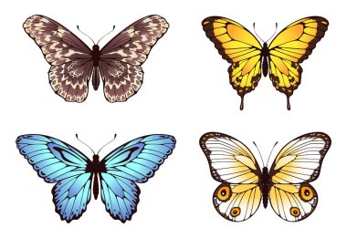 Kelebekler renkli kanatlarla uçar