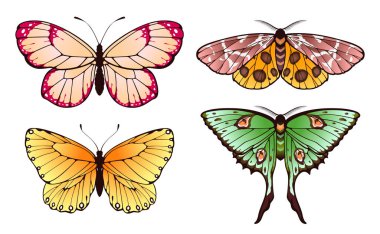 Bahar kelebekleri desenli renkli kanatlarıyla uçuyor