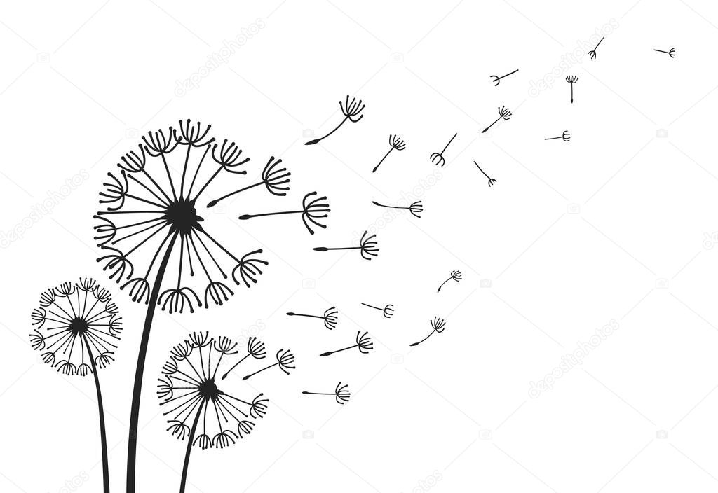 Dandelions with flying seeds, fluffy dandelion flower silhouettes. Spring season blooming blowball flowers doodles vector illustration