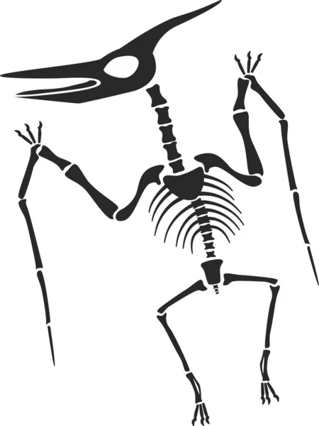 Dinosaurios esqueleto silueta, diplodocus, velociraptor, huesos de pterodáctilo. Fósiles de dinosaurios prehistóricos, esqueletos de animales antiguos vector conjunto — Vector de stock