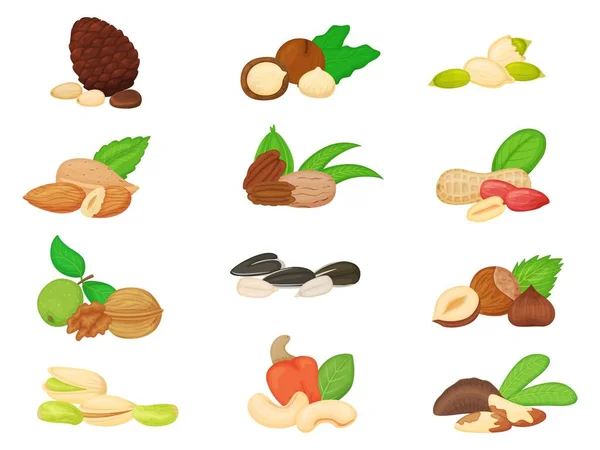 Nueces y semillas de dibujos animados, nueces, almendras, girasoles y semillas de calabaza. Pino y nuez de Brasil, pistacho, anacardo, maní, conjunto de vectores de avellana — Vector de stock