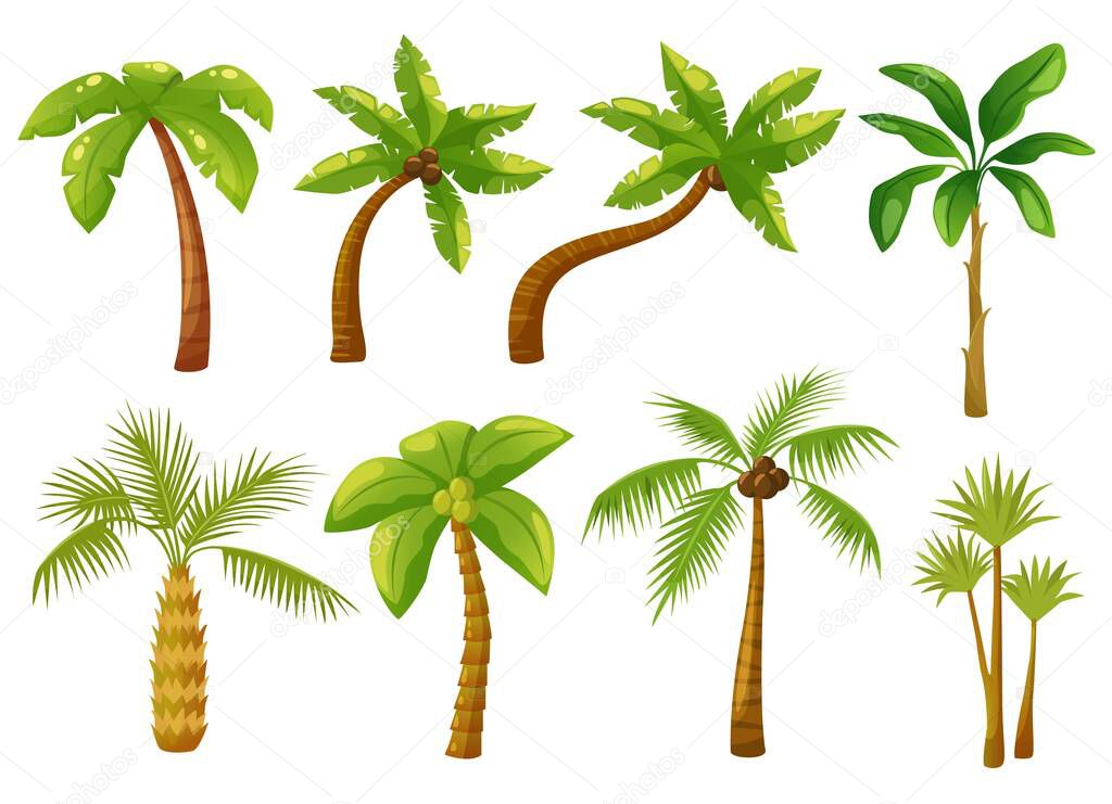 Cartoon tropical palm trees with green leaves, coconut tree. Summer vacation hawaii beach greenery, exotic jungle palm plants vector set