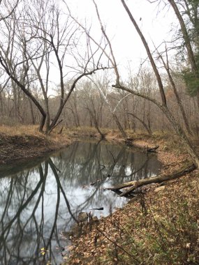 Winter Woods Deresi Yansıması