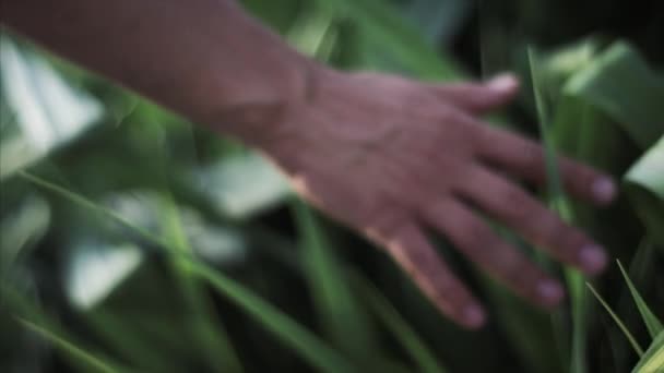 Vista de cámara lenta extra de cerca de la mano del hombre tocando los dedos de las hojas de hierba. 4k, material de archivo — Vídeo de stock