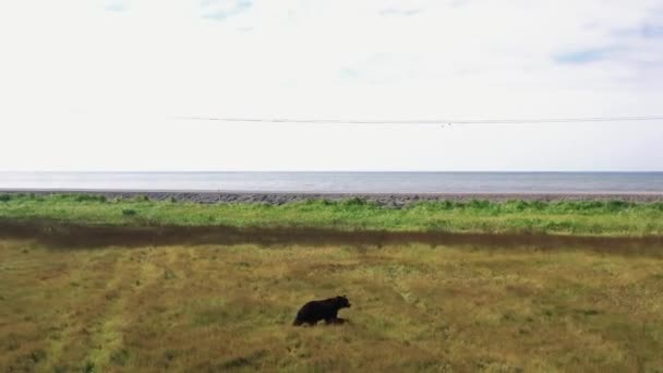 Kamčatka, Rusko-Srpen 27,2020: Zpomalený letecký panoramatický pohled na medvěda hnědého na poli u pobřeží Okhotsk.4k, záběry — Stock video