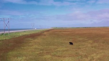 Okhotsk Denizi kıyısındaki bir arazide yürüyen ayının hava manzarası. Kamçatka, Rusya. Yüksek kalite 4k görüntü