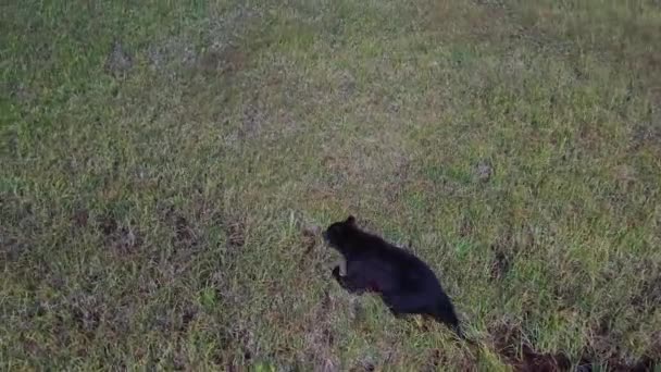 Vista Panorámica Aérea Del Oso Caminante Campo Cerca Costa Del — Vídeos de Stock