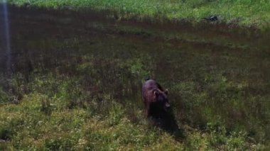 Hava panoramik manzaralı vahşi kahverengi ayı, Okhotsk yakınlarında çimlerle bataklıkta yürüyor. Kamçatka,