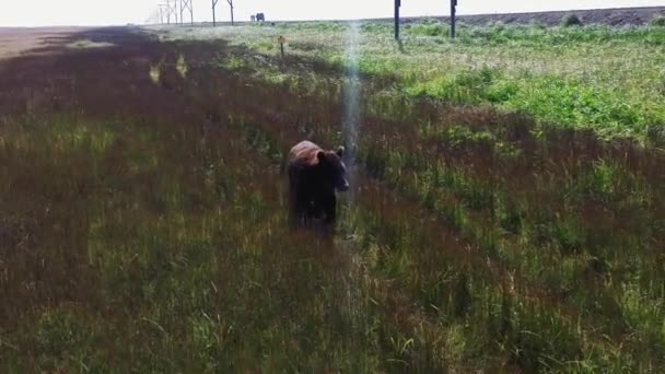 オホーツク海沿岸の人々と道路に近い野生の茶色のクマと空中垂直パノラマ風景 カムチャッカ 高品質4K映像 — ストック動画