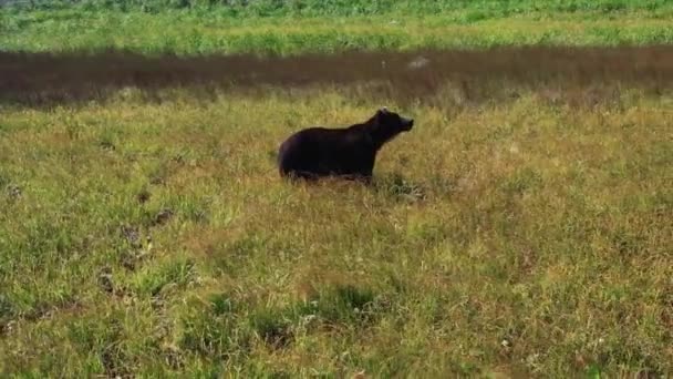 Aerial panoramic view of wild brown bear in field smelling prey, close to coast Okhotsk sea.Kamchatka,Russia.4k, footage — Stock Video