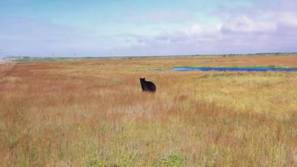 Krajobraz z lotu ptaka Flora Kamczatki, z chodzącym dzikim niedźwiedziem brunatnym na polu niedaleko jeziora.Russia.4k, materiał filmowy — Wideo stockowe