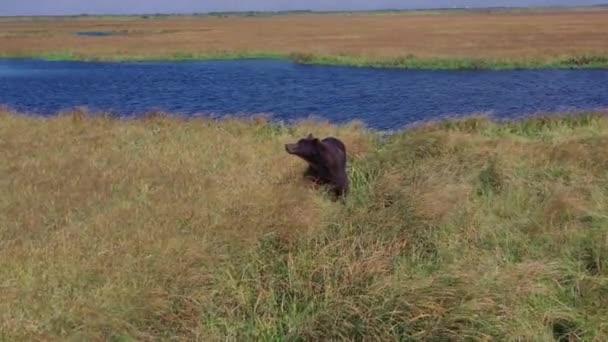 Krajobraz z lotu ptaka Flora Kamczatki, z dzikim niedźwiedziem brunatnym pachnącym zdobyczą w pobliżu jeziora na polach.Russia.4k, materiał — Wideo stockowe