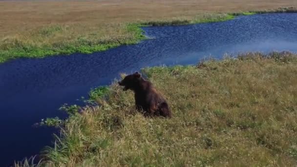 Leć od ziejącego niedźwiedzia brunatnego do wspaniałego krajobrazu bagien Kamczatka, Rosja.4k, materiał — Wideo stockowe