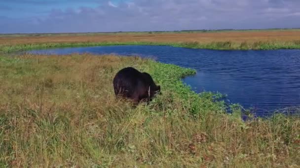 들에 있는 늪 근처를 걷고 있는 곰의 공중 파노라마 풍경. 러시아의 캄차카. 4k, 영상 — 비디오