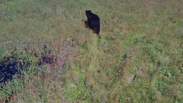 들에 있는 늪 근처를 걷고 있는 곰의 공중 풍경. 러시아의 캄차카. 4k, 영상 — 비디오