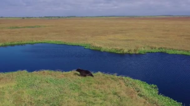 Vzdušný panoramatický výhled na chodícího medvěda poblíž bažiny na poli. Kamčatka, Rusko. 4k, záznam — Stock video