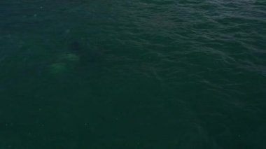 Uçan katil balina ve dağlı kıyıların yakın plan görüntüleri. Kamçatka.